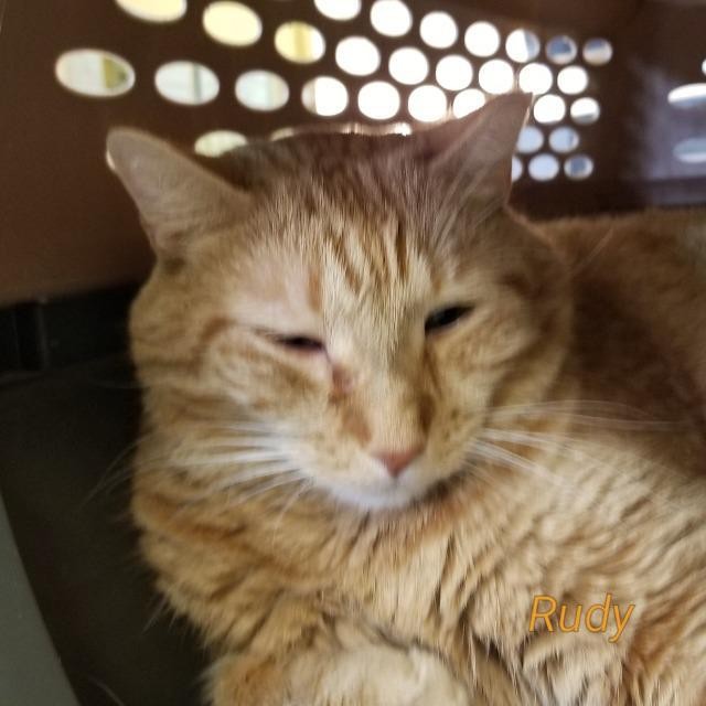Adopt Rudy a Domestic Shorthair / Mixed (short coat) cat in Cedar Rapids