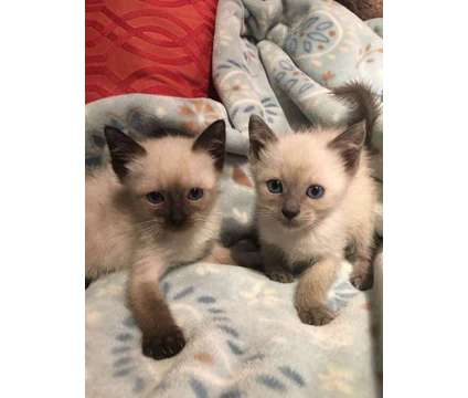 Siamese Kittens, Excellent Temperaments, Raised with Dogs