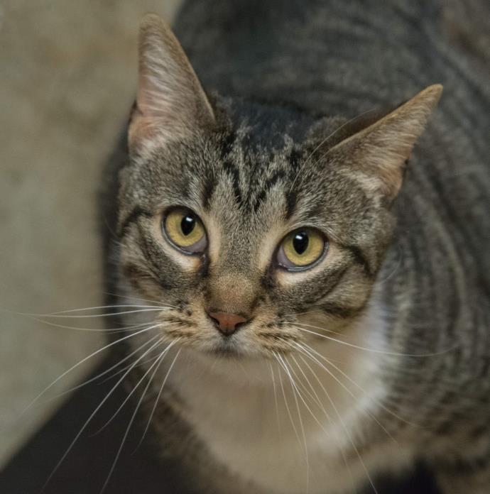 Adopt Pinky a Domestic Short Hair