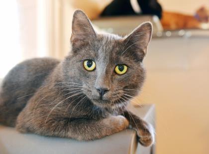 Adopt Bleu a Domestic Short Hair