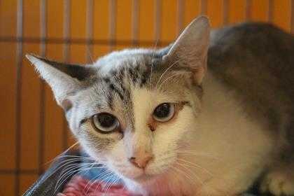 Adopt Melpomene a White Siamese / Domestic Shorthair / Mixed cat in New Orleans
