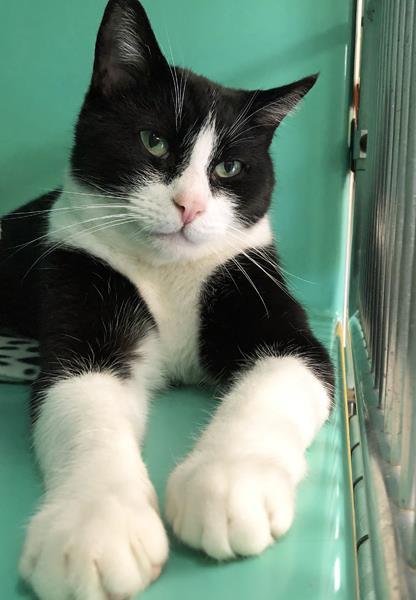 Adopt JACK a Domestic Short Hair