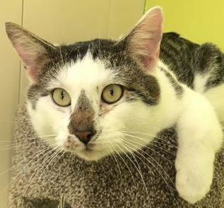 Adopt Spruce a Domestic Short Hair