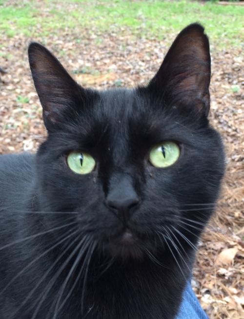 Adopt Carter a All Black Domestic Shorthair / Mixed (short coat) cat in Mobile