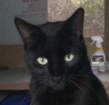 Adopt Poe a All Black Domestic Shorthair / Mixed (short coat) cat in Mobile