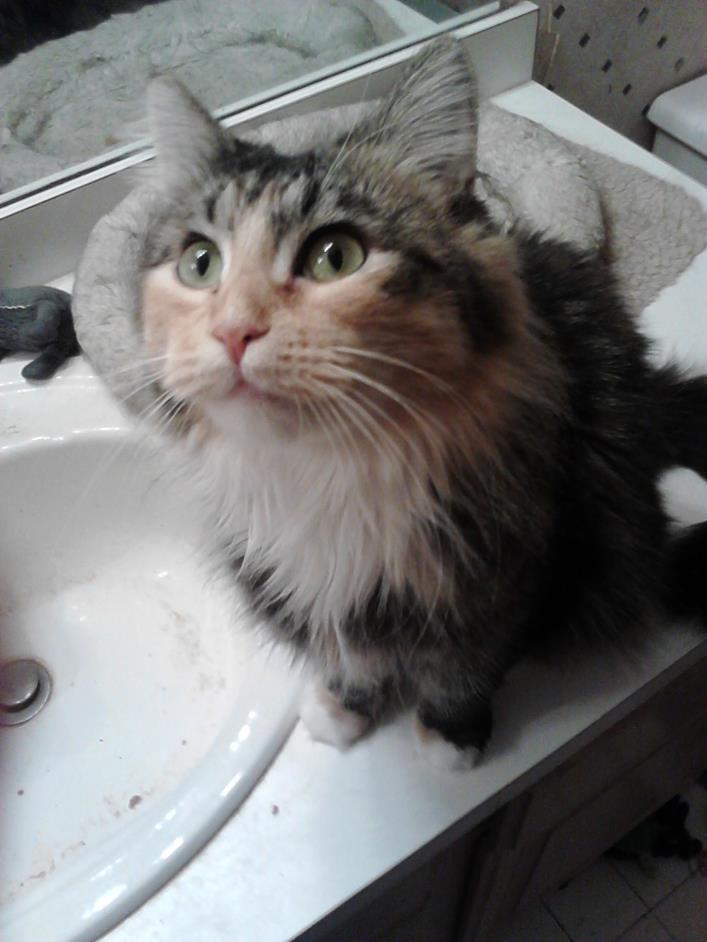 Adopt Riley(gorgeous) a Calico or Dilute Calico Domestic Longhair (long coat)