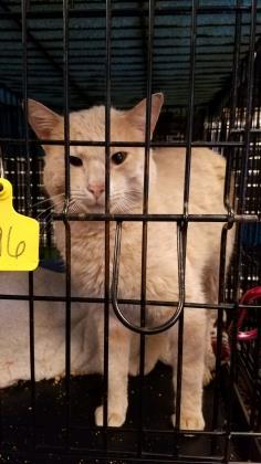 Adopt Hector a Domestic Short Hair