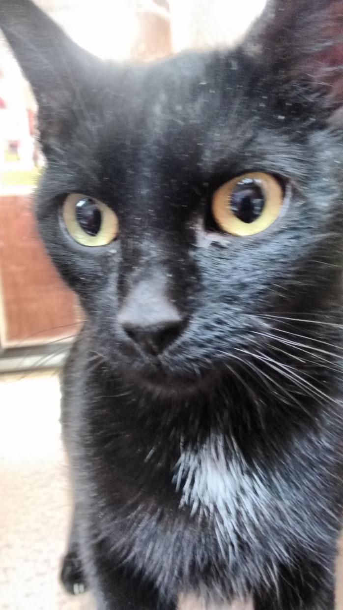 Adopt Lockett a Black (Mostly) Domestic Shorthair (short coat) cat in Morganton