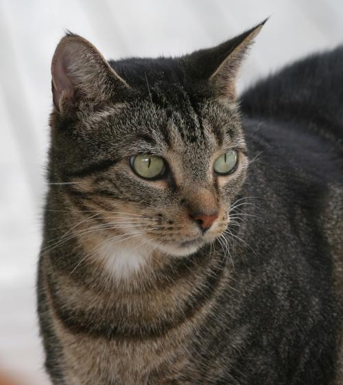Adopt Andi a Brown or Chocolate Domestic Shorthair / Mixed (short coat) cat in