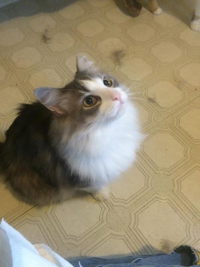 Adopt Fuzz a Gray, Blue or Silver Tabby Domestic Mediumhair (medium coat) cat in