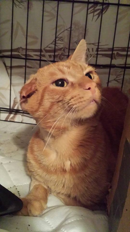 Adopt Onie a Orange or Red Tabby Domestic Shorthair (short coat) cat in