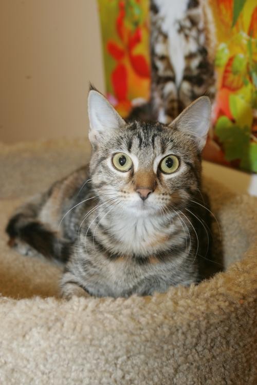 Adopt Lucy a Brown Tabby Domestic Shorthair / Mixed (short coat) cat in Capshaw