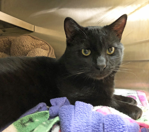 Adopt TODD a Domestic Short Hair