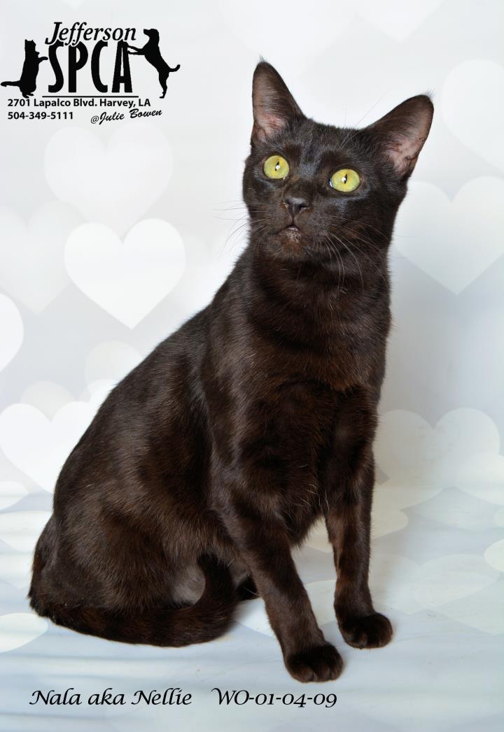 Adopt Nala aka Nellie a Domestic Short Hair