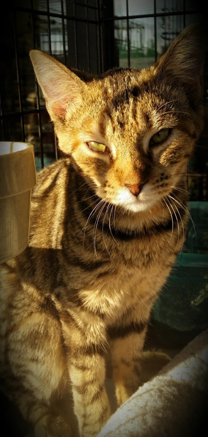 Adopt Kimmie a Brown Tabby Domestic Shorthair (short coat) cat in Fairborn