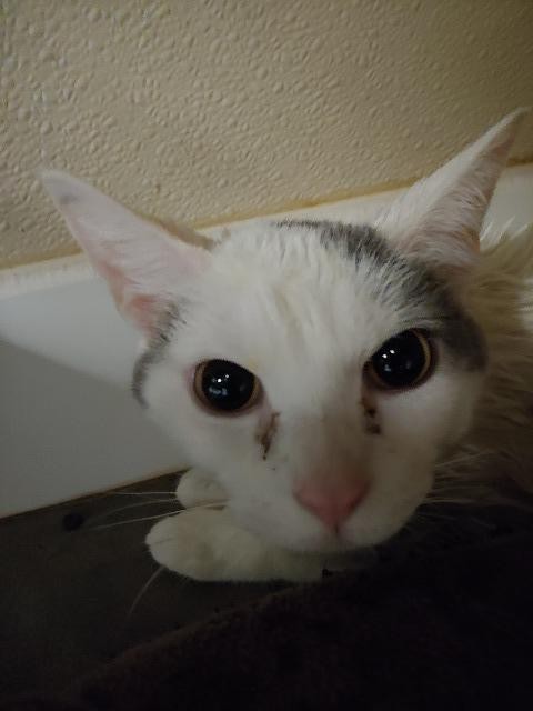 Adopt Genna a Domestic Shorthair / Mixed (short coat) cat in Mankato