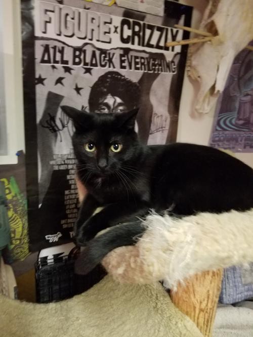 Adopt Midnight a All Black Domestic Shorthair / Mixed (short coat) cat in