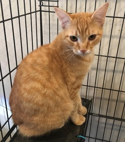 Adopt Roux a Orange or Red Domestic Shorthair / Mixed (short coat) cat in