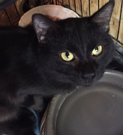 Adopt Warrior a Black & White or Tuxedo Siamese (short coat) cat in Cameron