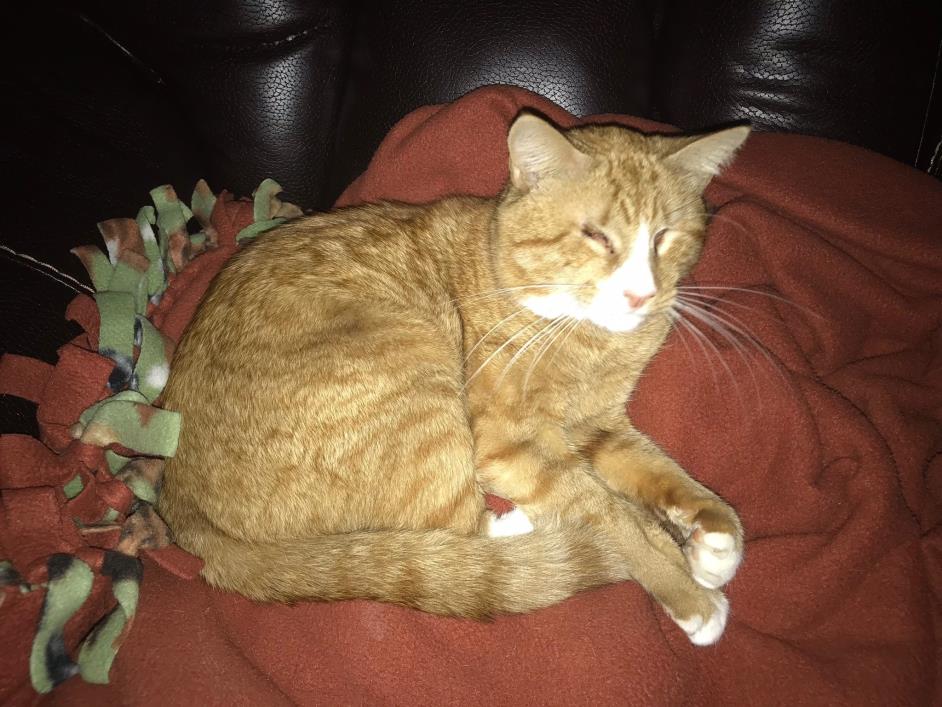 Adopt Mister a Orange or Red Tabby Domestic Shorthair (short coat) cat in