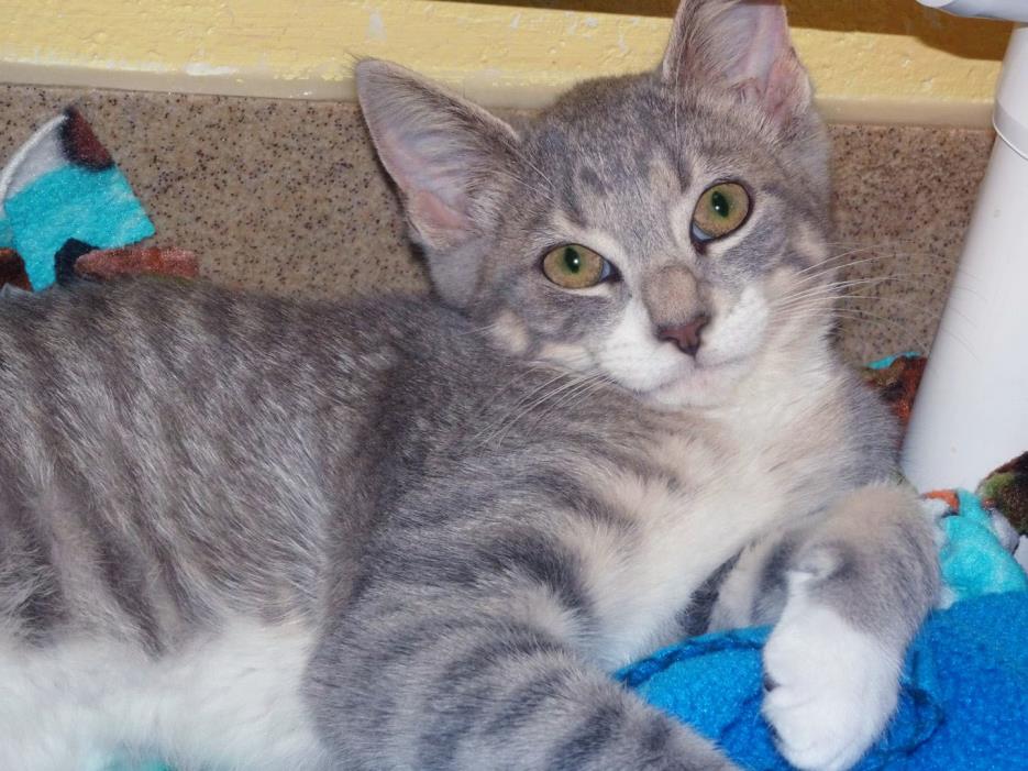 Adopt Suess a Domestic Short Hair, Tabby