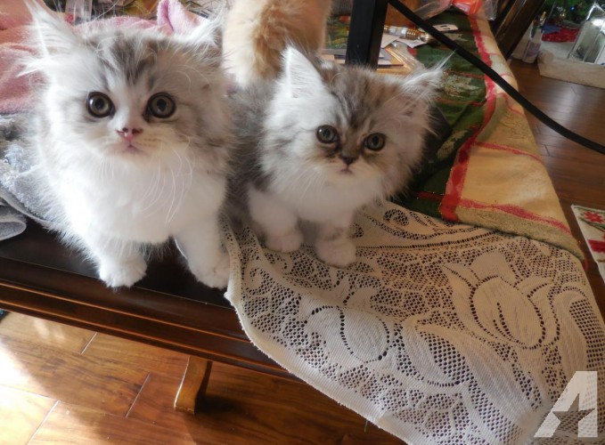 Beauiful CFA Persian Kitten