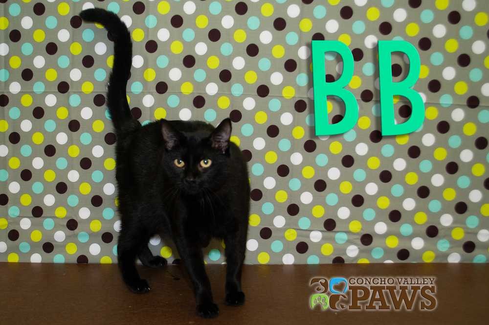 Adopt BB a All Black Domestic Shorthair / Mixed cat in San Angelo, TX (20291664)