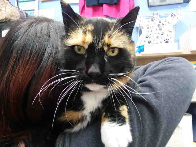 Adopt TIPPY a Calico or Dilute Calico Domestic Shorthair / Mixed (short coat)