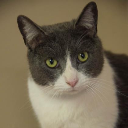 Adopt Jasper a Gray or Blue Domestic Shorthair / Domestic Shorthair / Mixed cat