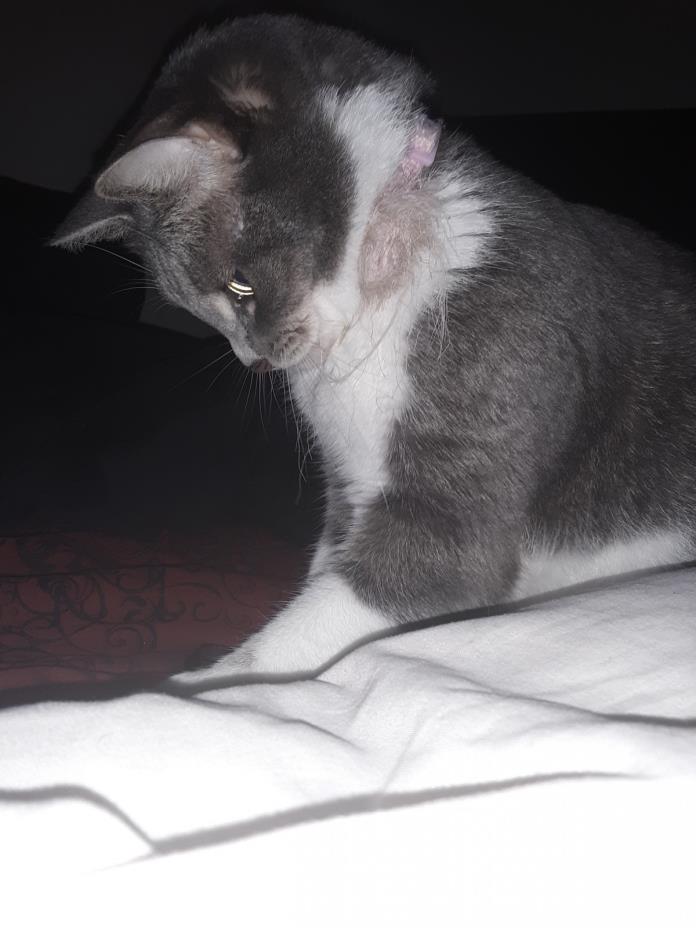 Adopt Aminatu a Black & White or Tuxedo Calico cat in Gastonia, NC (24855002)