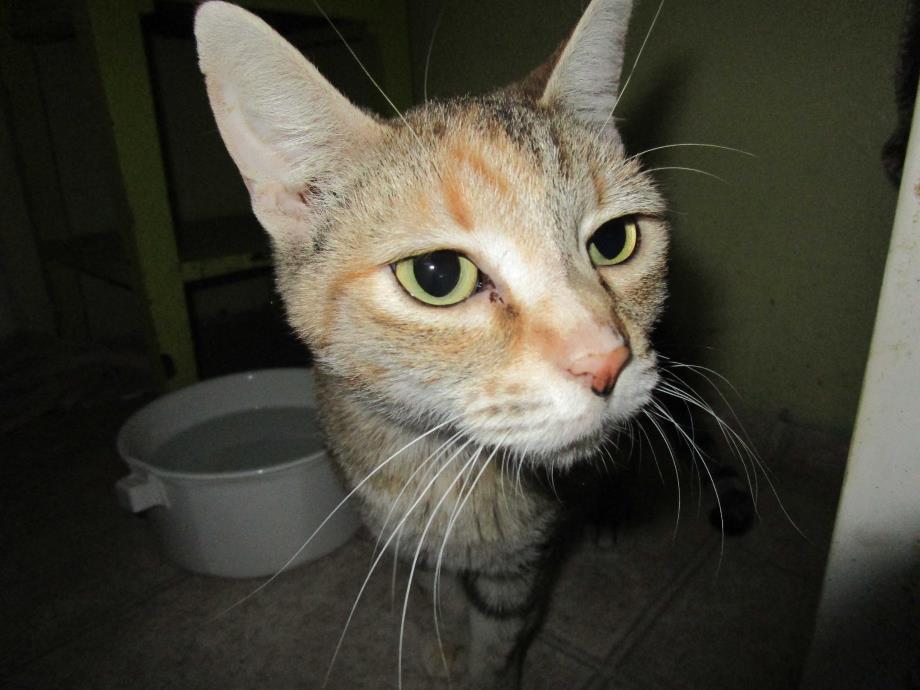 Adopt Darci a Tortoiseshell Domestic Shorthair (short coat) cat in Coos Bay