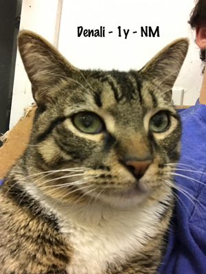 Adopt Denali a Tabby