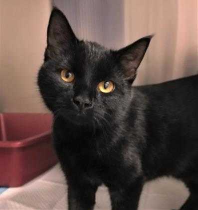Adopt Resolution a All Black Domestic Shorthair / Domestic Shorthair / Mixed cat