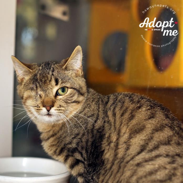 Adopt Malcolm a Brown Tabby Domestic Shorthair (short coat) cat in Lyons