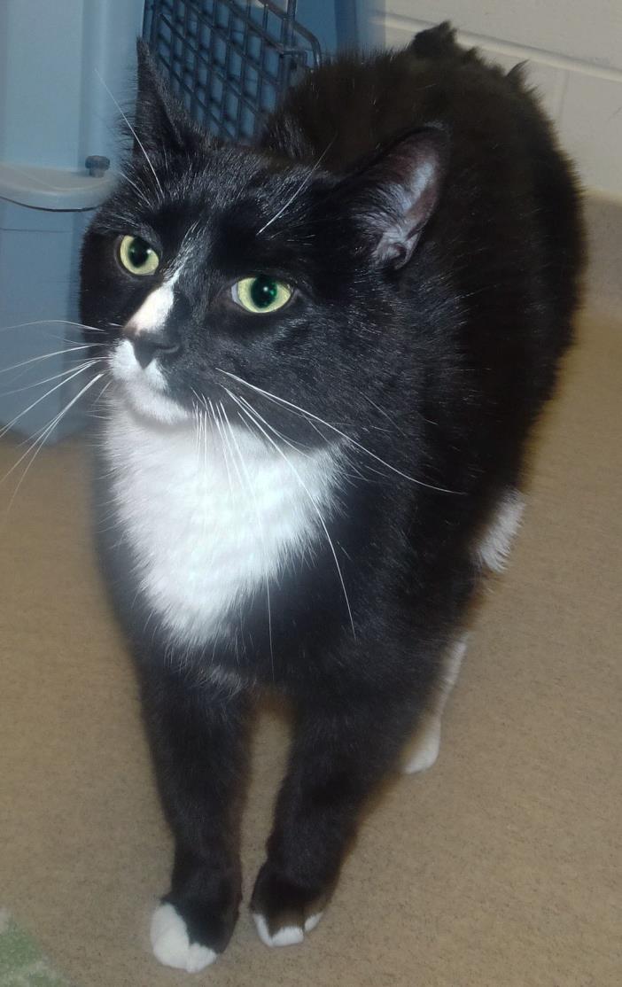 Adopt Charlie a Domestic Short Hair