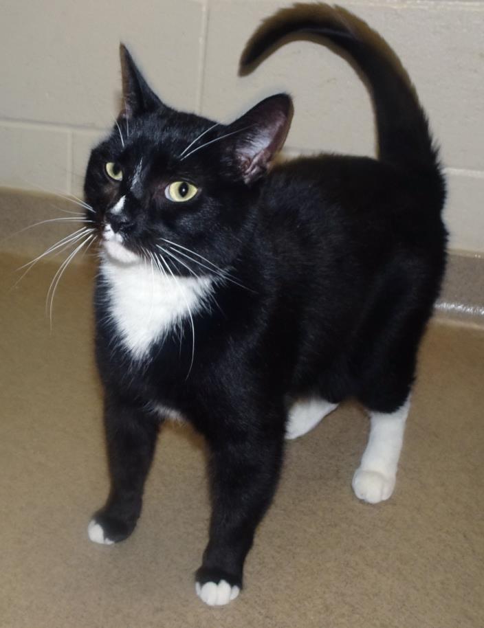 Adopt Felix a Domestic Short Hair