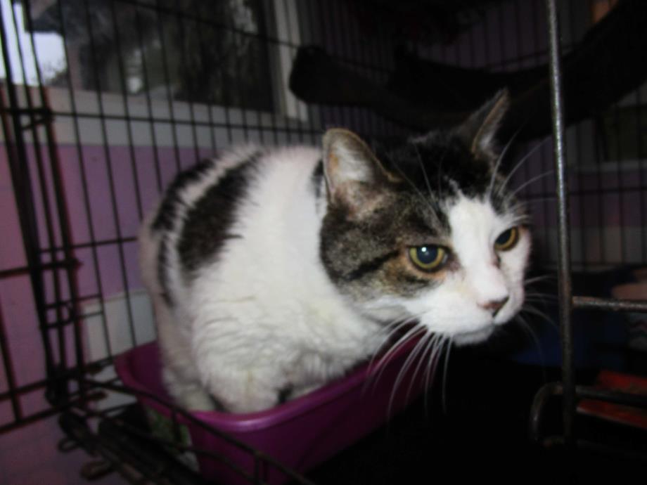 Adopt Garcia a White (Mostly) Domestic Mediumhair (medium coat) cat in Coos Bay