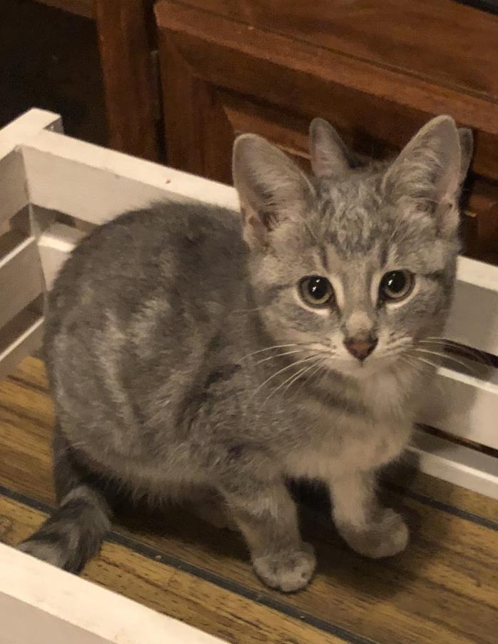 Adopt Briley a Gray, Blue or Silver Tabby Domestic Shorthair (short coat) cat in