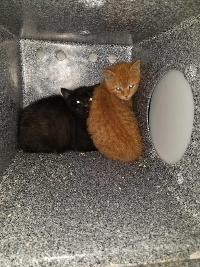 Adopt Jekyll & Hyde a Orange or Red Domestic Shorthair (short coat) cat in