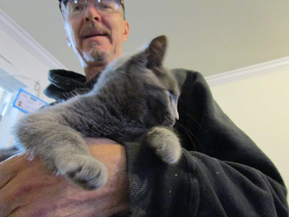 Adopt The grays a Gray or Blue Domestic Shorthair (short coat) cat in Coos Bay