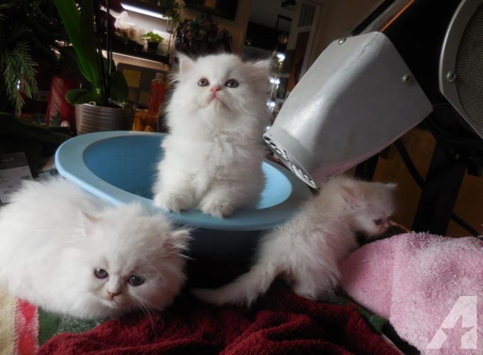 Beautiful CFA Persian Kittens