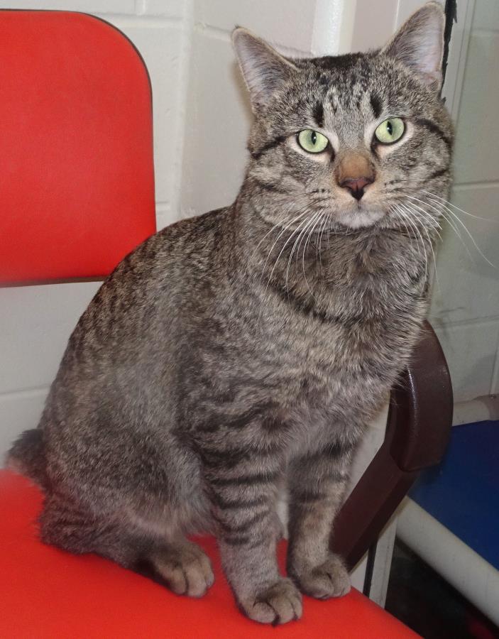 Adopt Thunder a Domestic Short Hair