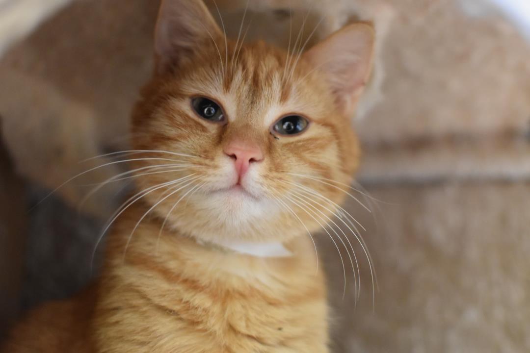 Adopt Grover a Domestic Short Hair