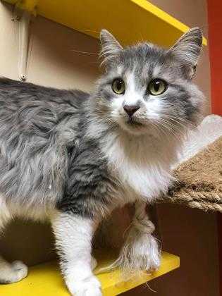 Adopt Daphne a Gray or Blue Domestic Mediumhair / Domestic Shorthair / Mixed cat