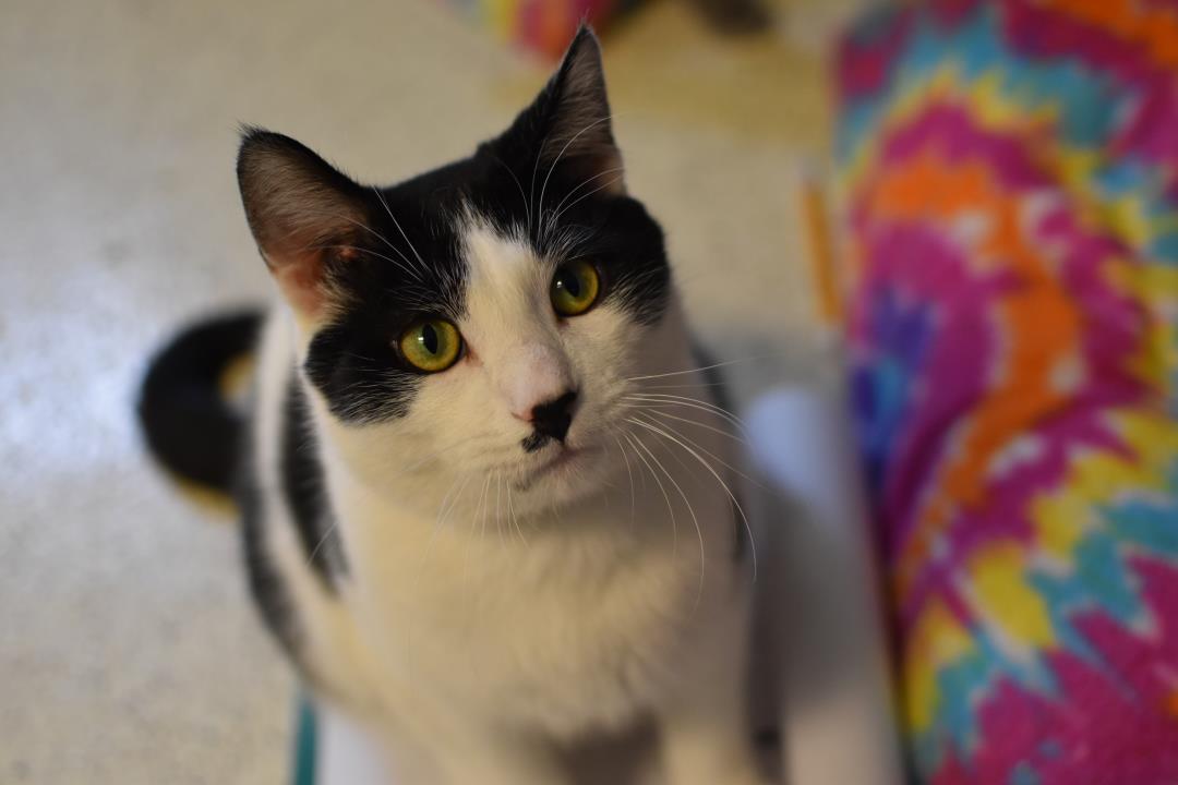 Adopt Domino a Domestic Short Hair