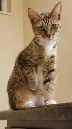 Adopt Katerina a Tan or Fawn Domestic Shorthair / Domestic Shorthair / Mixed cat
