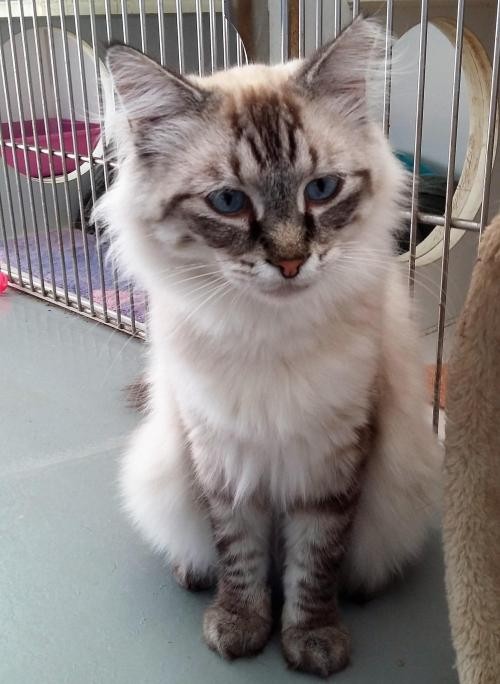 Adopt Liam a Cream or Ivory Siamese / Mixed (long coat) cat in Sarasota