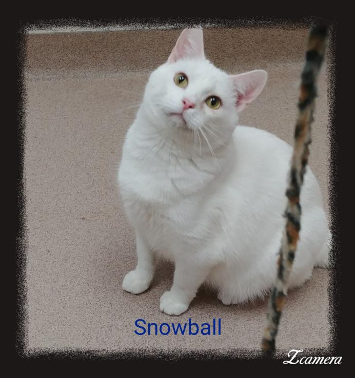 Adopt Snowball a White Domestic Shorthair (short coat) cat in Muscatine