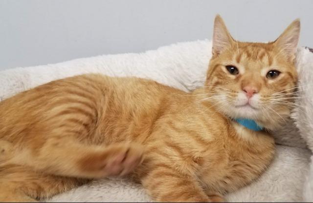 Adopt Pumpkin a Domestic Shorthair / Mixed (short coat) cat in Angola