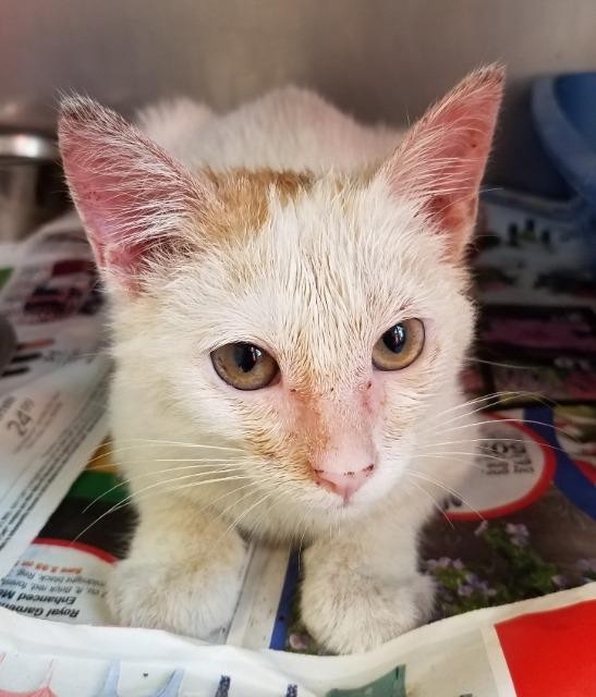 Adopt Chip a Domestic Shorthair / Mixed (short coat) cat in Angola